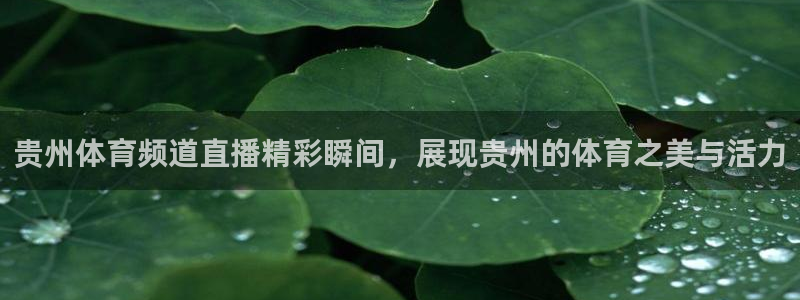 贵州体育频道直播精彩瞬间，展现贵州的体育之美与活力