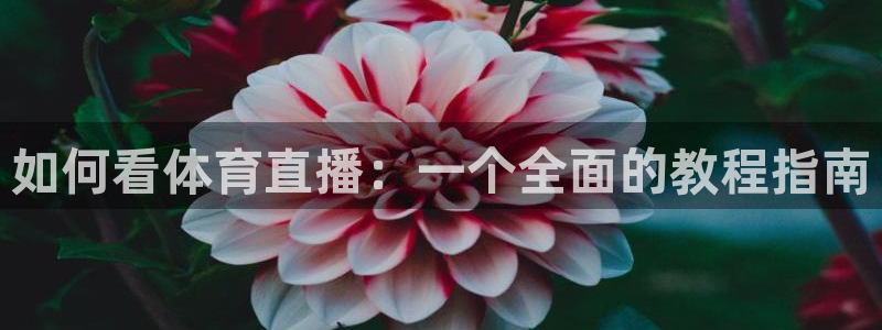 如何看体育直播：一个全面的教程指南